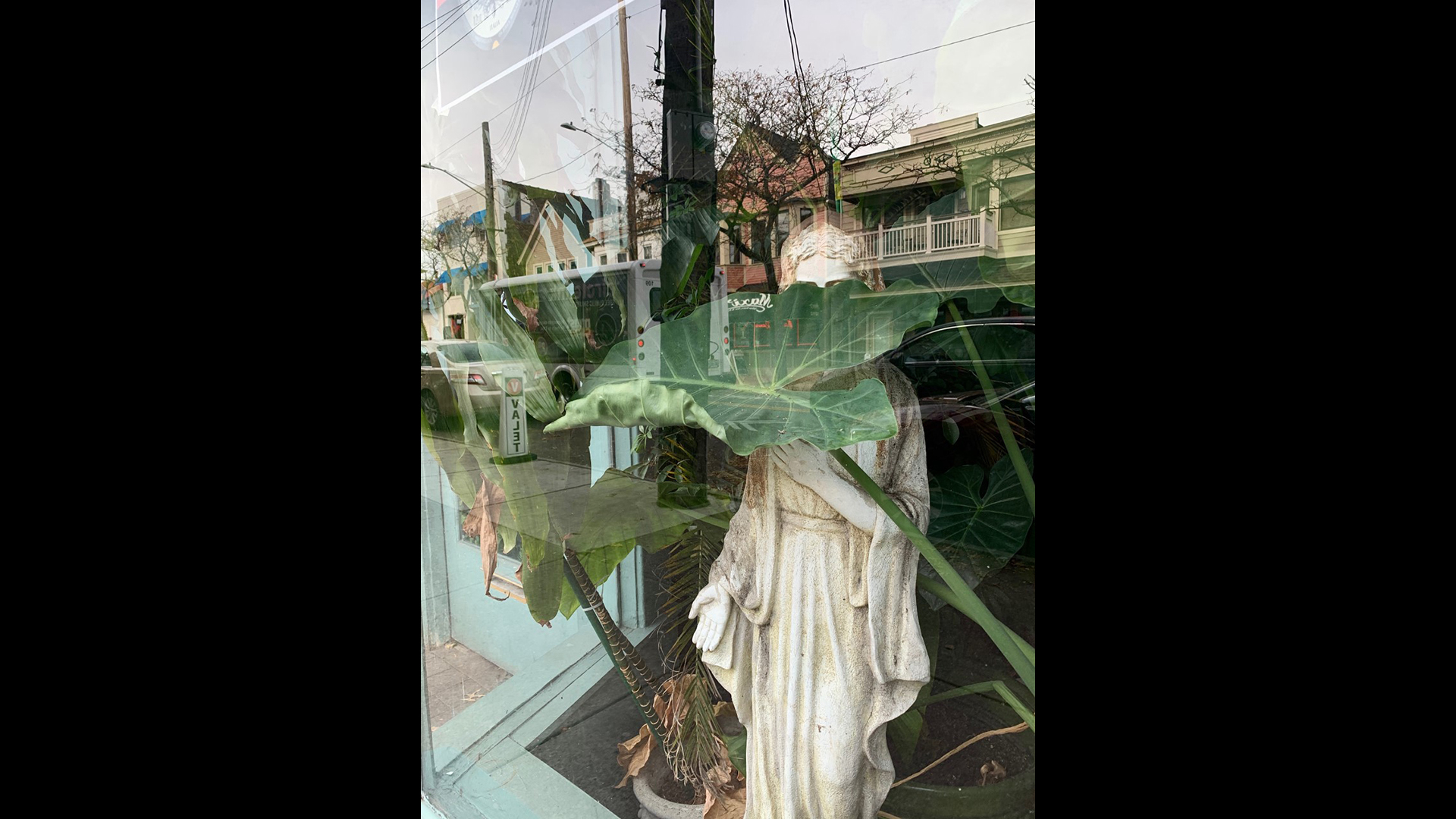 Starra Halter, Little Italy