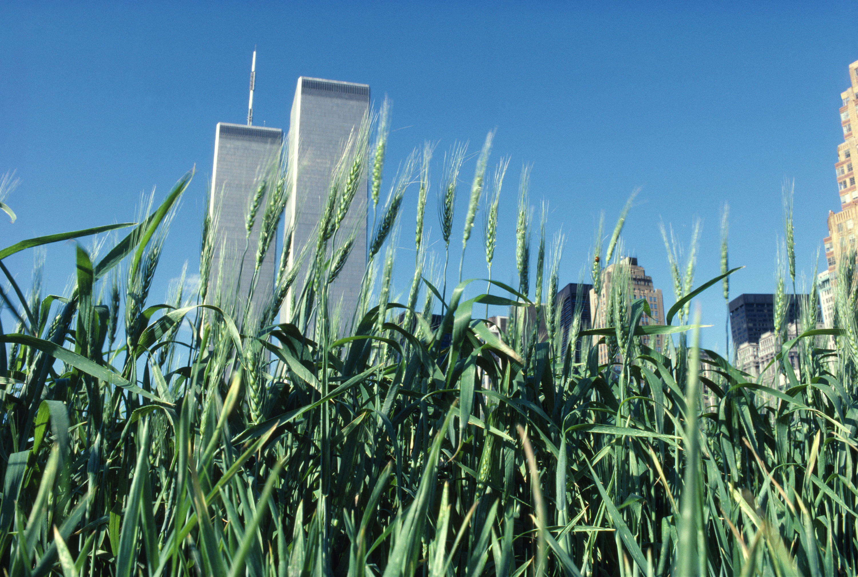 Wheatfield - A Confrontation: Battery Park Landfill, Downtown Manhattan ­- Green Wheat, 1982. Photo courtesy of artist and Leslie Tonkonow Artworks + Projects.