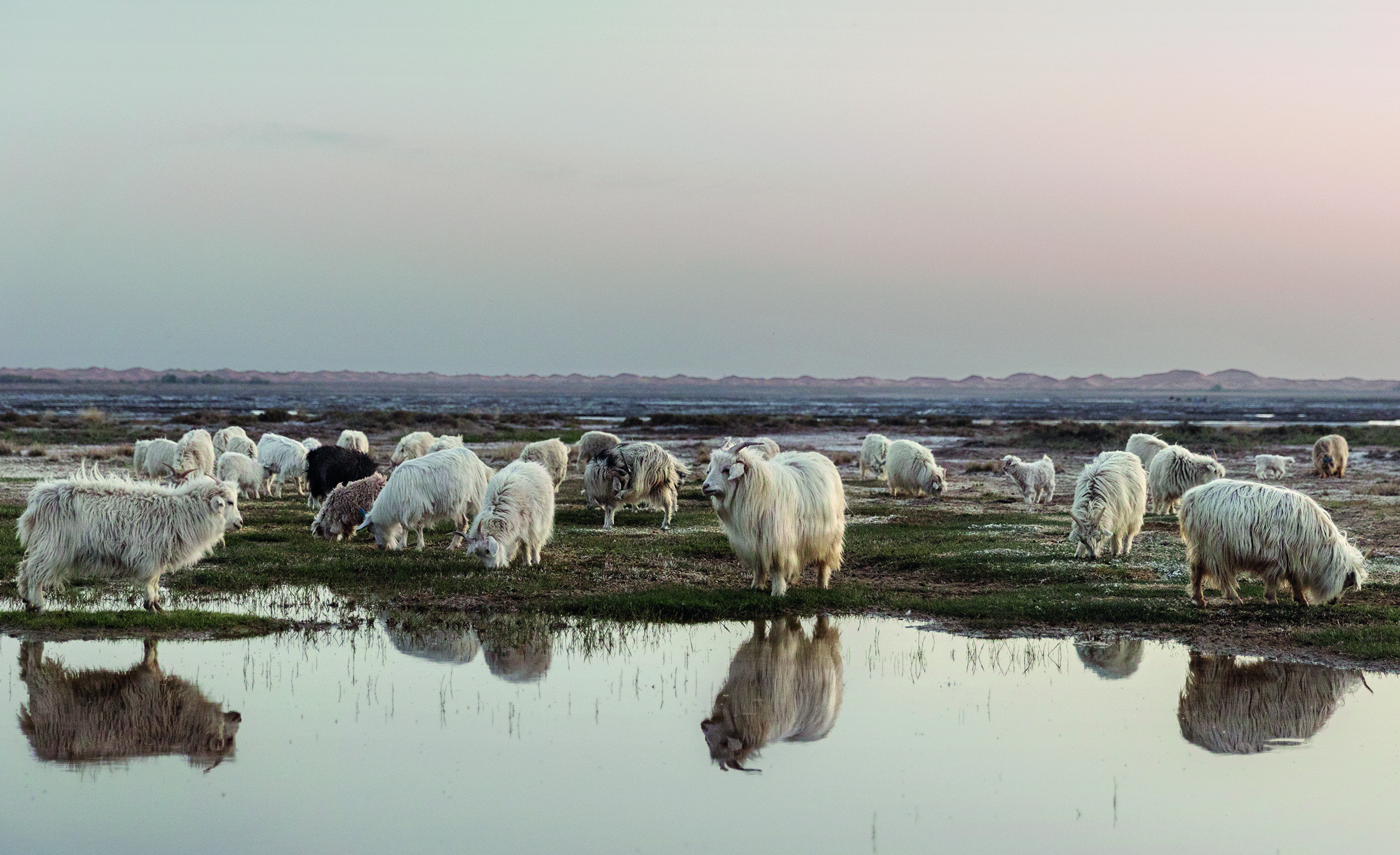 Loro Piana's goats in Mongolia. Photo by Giulio di Sturco.