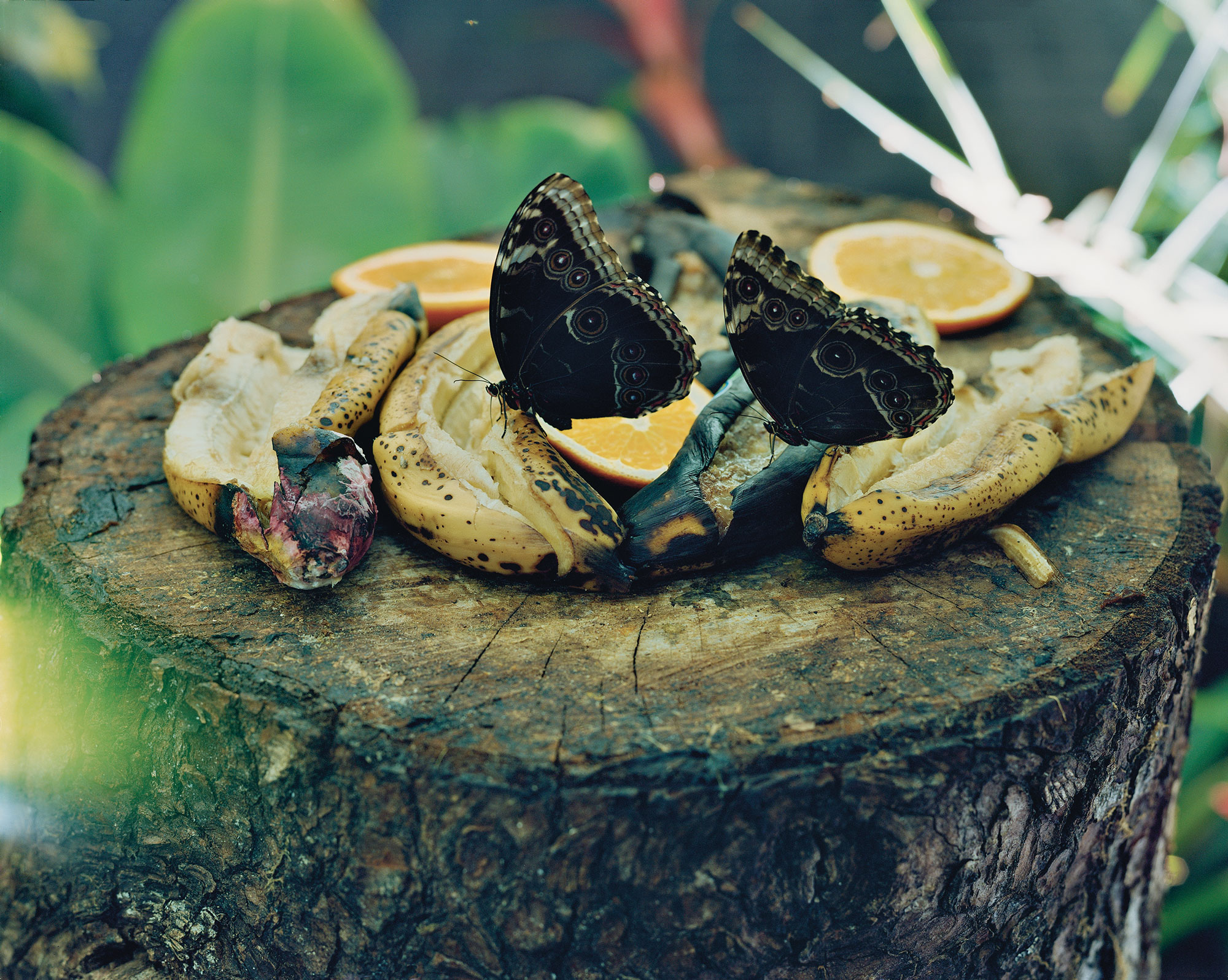 Torbjørn Rødland's Butterflies, 2007 chromogenic print. Courtesy of the artist and David Kordansky Gallery, Los Angeles.