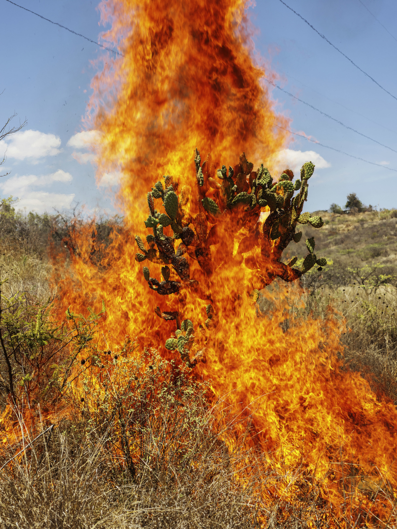 Burning bush, Oaxaca de Juárez, 2018. Courtesy Yossi Milo Gallery.