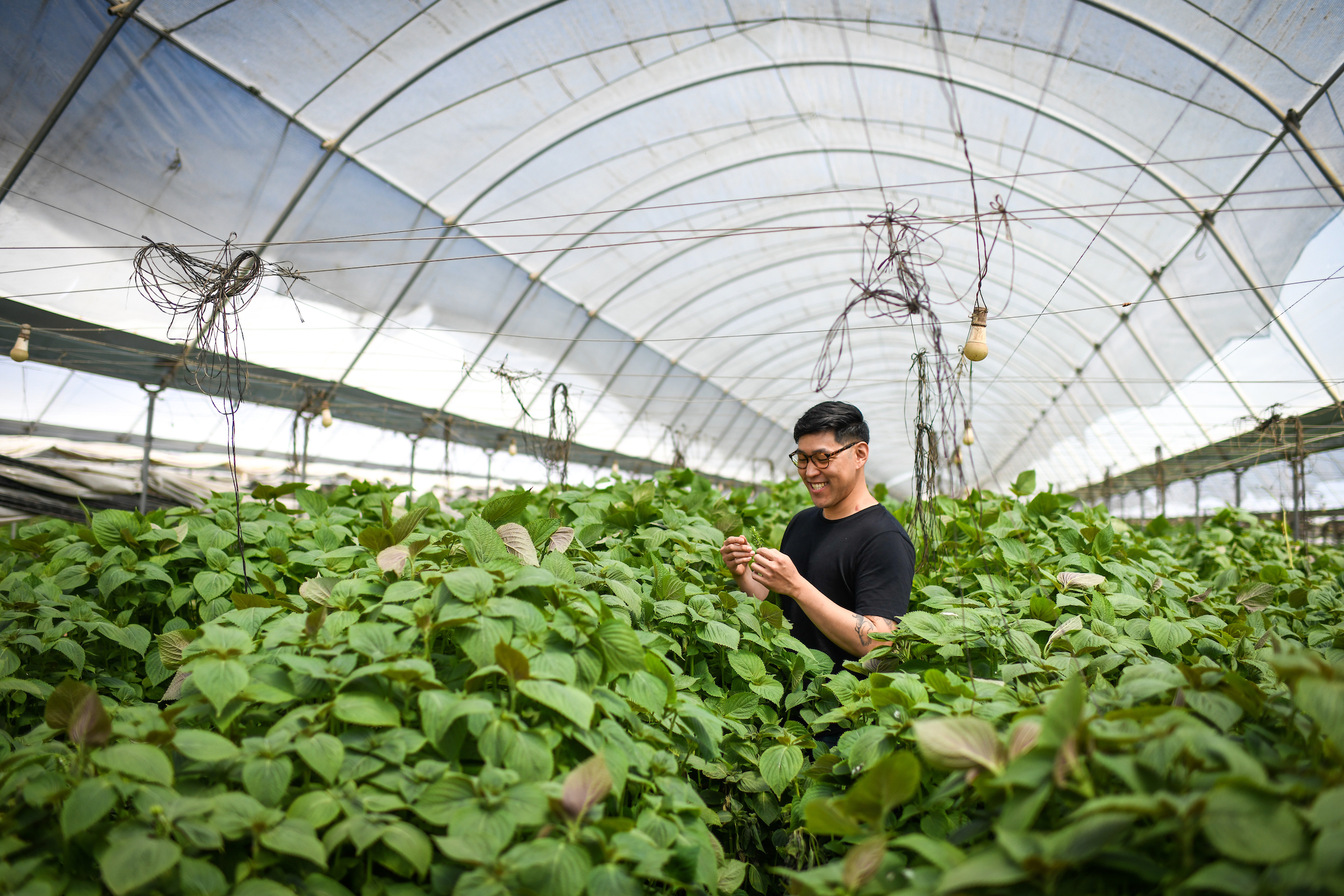 Paul Chung at Girl + Dug Farm.