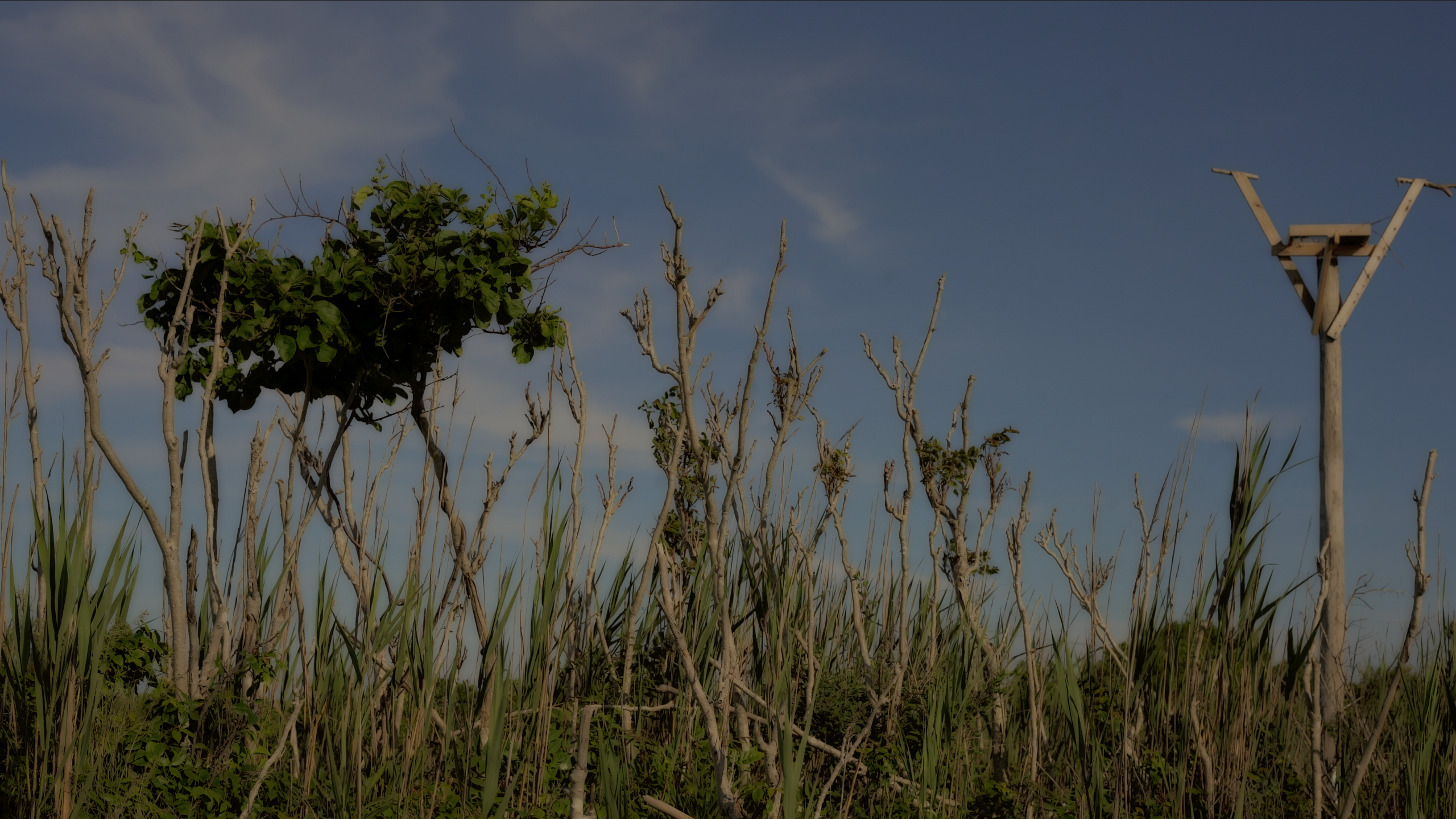 Peter Campus, Blanch, 2021, a videograph sequence from upcoming exhibition.