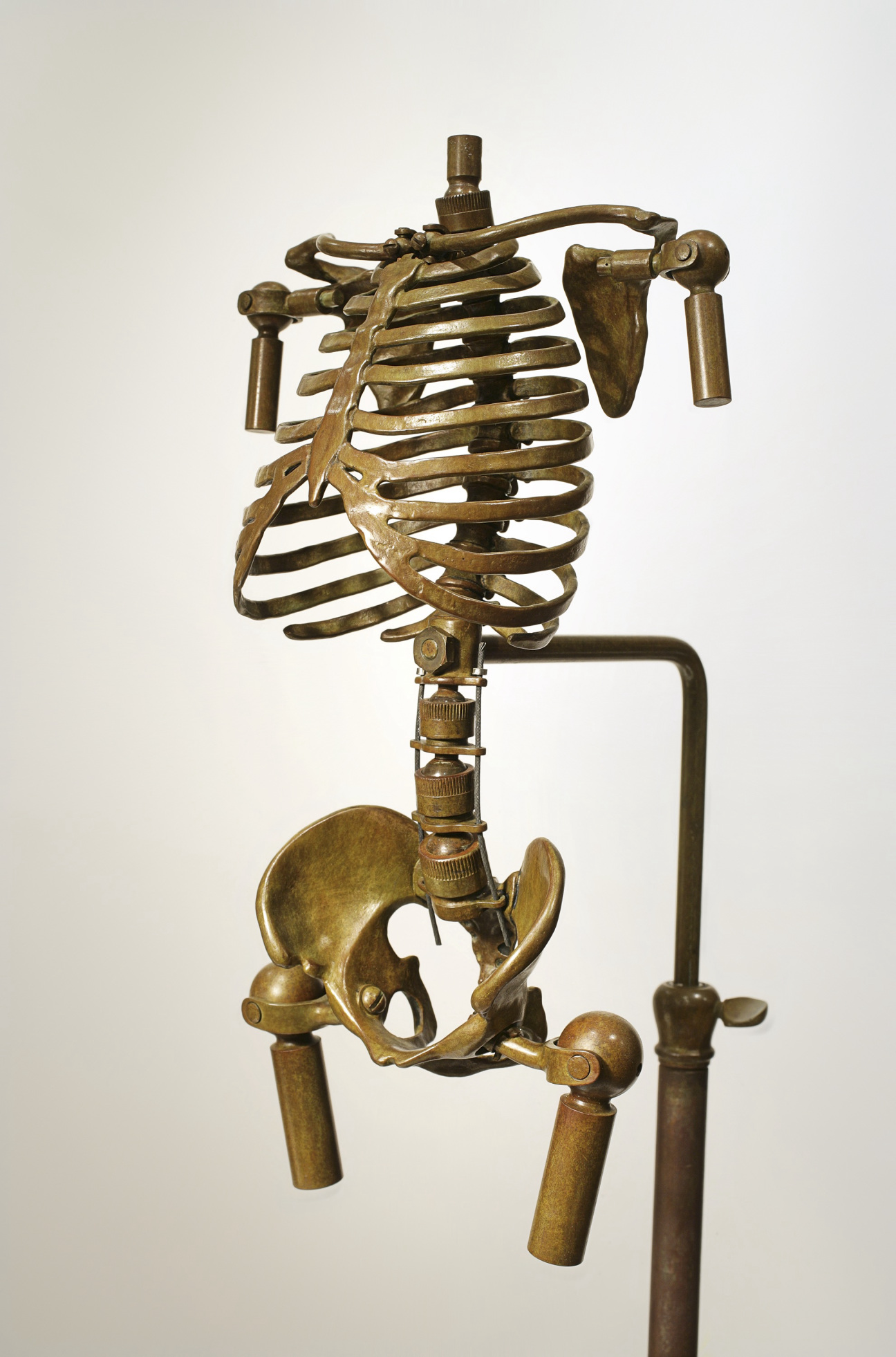 elizabeth-king-articulated-torso