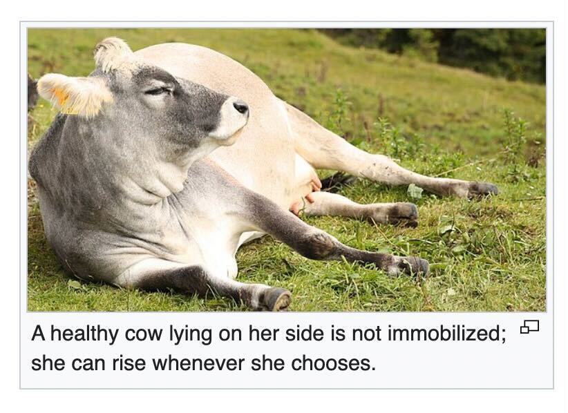 cow-tipping-wikipedia-viral-meme