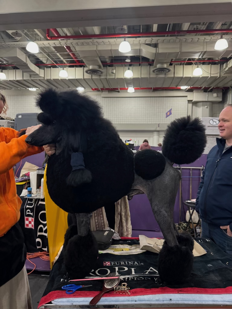 westminster-dog-show